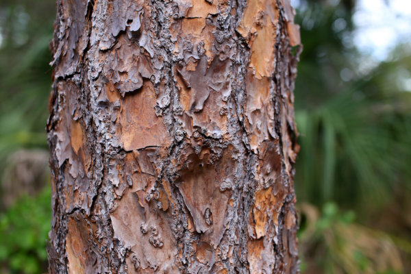 Tree 1