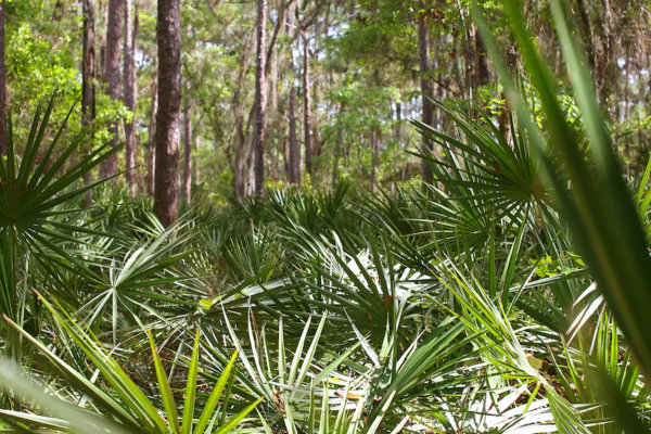 Foliage 1