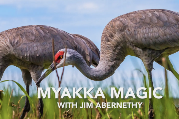 Myakka Magic with Jim Abernethy