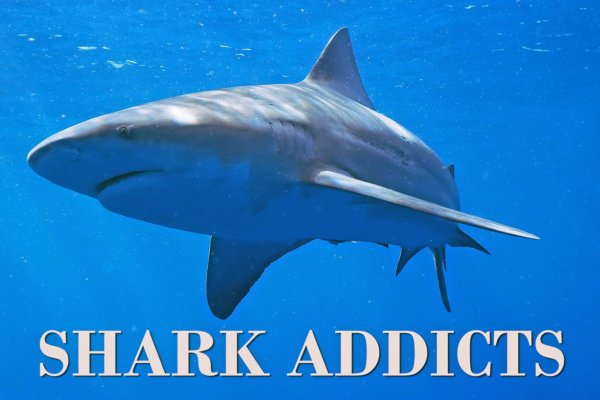 Shark Diving in Jupiter Florida