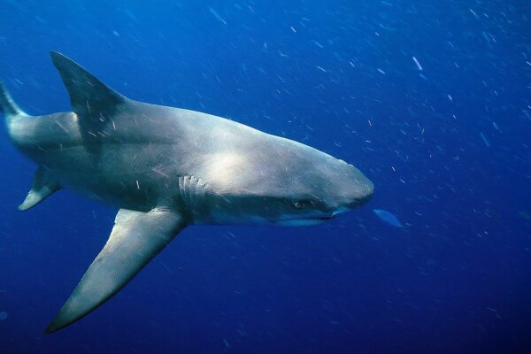 Florida Shark Diving / Lemons & Bulls