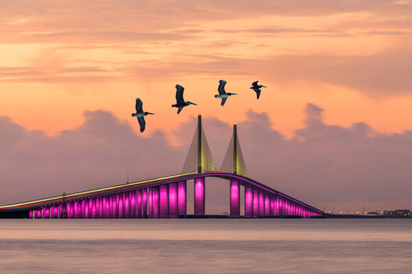 Friends of the Pelicans Skyway Rescue