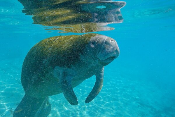 Freediving With Manatees in the Florida Springs