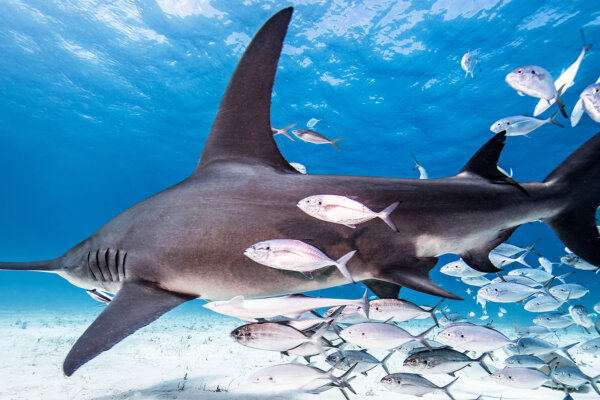 Bimini Bahamas Great Hammerhead Shark Dive