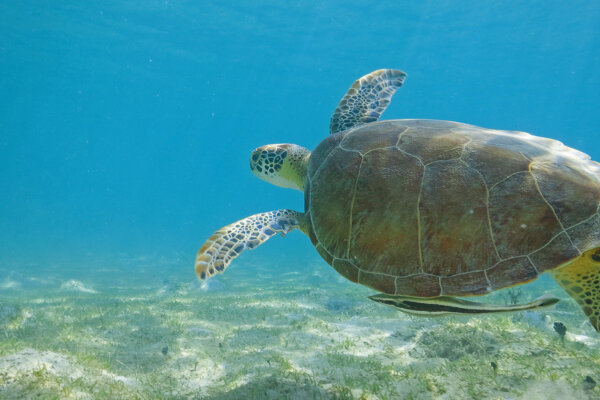 St. Thomas Caribbean Sea Turtle Dive Trip