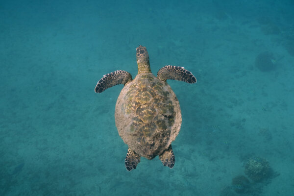 Jane Goodall Underwater Tribute Film – La Ventana Mexico Wildlife